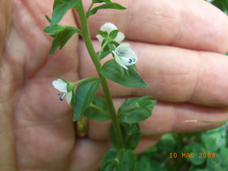 Veronica serpyllifolia